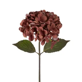 Dried Hydrangea Stem Brown